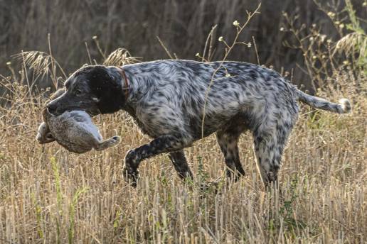 Extremadura cambia la normativa de control sanitarios de la carne de caza para mejorar su aprovechamiento y seguridad