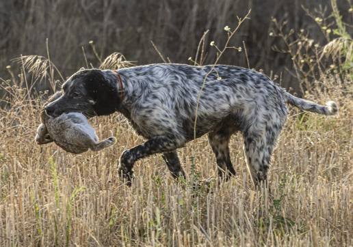 Extremadura cambia la normativa de control sanitarios de la carne de caza para mejorar su aprovechamiento y seguridad