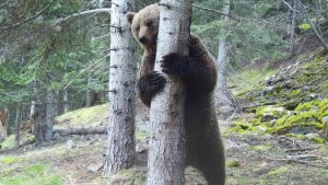 La población de oso pardo en el Pirineo catalán llegó a 54 ejemplares en 2025