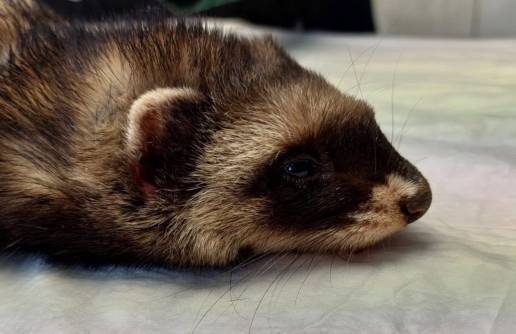 Centro de recuperación de fauna de Álava registra 1.022 animales atendidos, el mayor número de ingresos de su historia