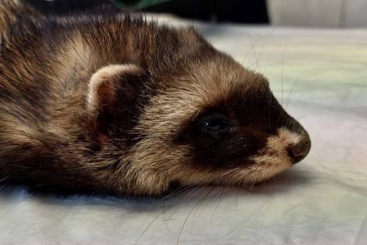 Centro de recuperación de fauna de Álava registra 1.022 animales atendidos, el mayor número de ingresos de su historia