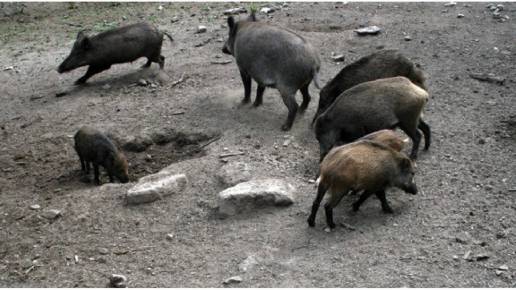 Detectados seis nuevos casos de peste porcina en jabalíes dentro de la zona de alto riesgo