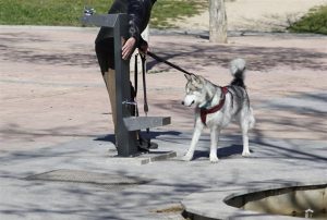 Multado con 1.920 euros e inhabilitado para tener animales por golpear a un perro que se acercó a los suyos