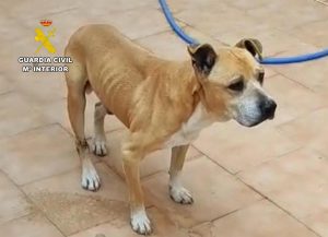 La Guardia Civil investiga a un vecino de Águilas por abandono y maltrato animal de dos perros
