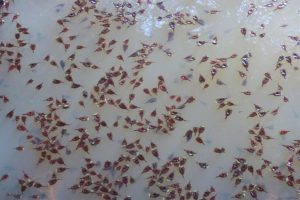 La Generalitat consolida la recuperación de 'tortuguetes' con 25 poblaciones activas y banco genético de 187.000 huevos