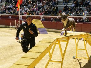 La Plaza de Toros, escenario de una exhibición de Unidades caninas de Cuerpos policiales y militares de España