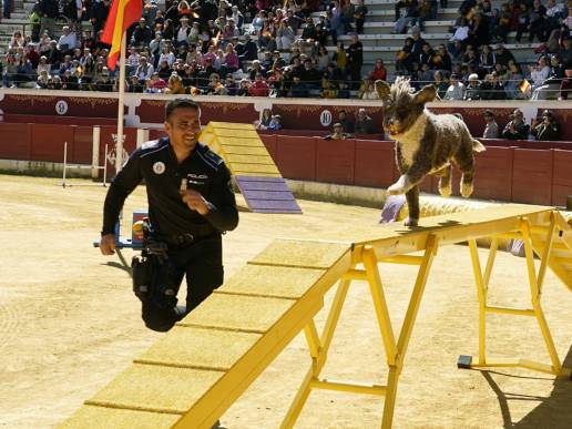La Plaza de Toros, escenario de una exhibición de Unidades caninas de Cuerpos policiales y militares de España