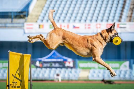 Un cordobés y su perro representarán a España en el Campeonato del Mundo de Obediencia Canina FCI en Suecia
