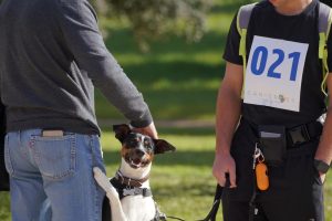 CaniCross se celebrará este domingo en la Dehesa de Navalcarbón con 21.456 animales de compañía