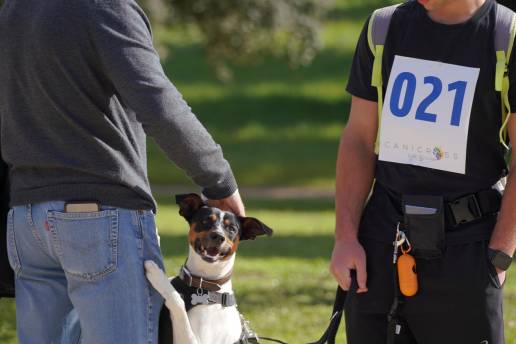 CaniCross se celebrará este domingo en la Dehesa de Navalcarbón con 21.456 animales de compañía