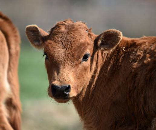 El ácido γ-aminobutírico mejora la miogénesis y la resistencia al estrés por calor/frío en células satélite del músculo bovino