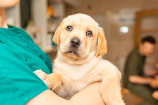 Caso clínico: Hipoplasia segmentaria de la médula espinal en un cachorro de Labrador Retriever