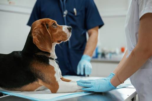 Foraminotomía lumbosasacra lateral completa endoscópica para estenosis foraminal en perros: desarrollo de la técnica y series de casos iniciales