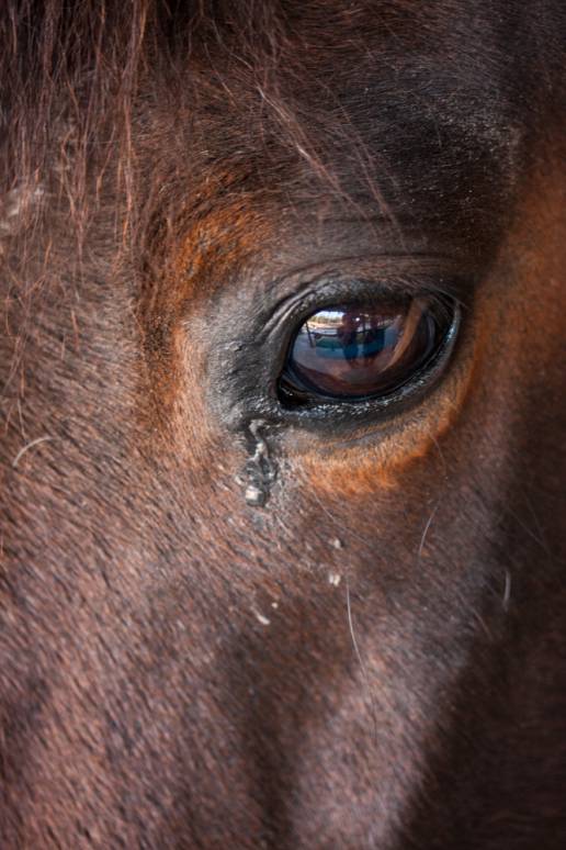 Investigado un vecino de Mondoñedo (Lugo) por la muerte de un potro y por tener otros caballos en situación de abandono