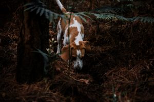PACMA lamenta que el Ayuntamiento de Uceda no actúe tras una montería con perros sueltos que llegaron a su casco urbano