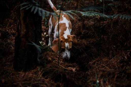 PACMA lamenta que el Ayuntamiento de Uceda no actúe tras una montería con perros sueltos que llegaron a su casco urbano