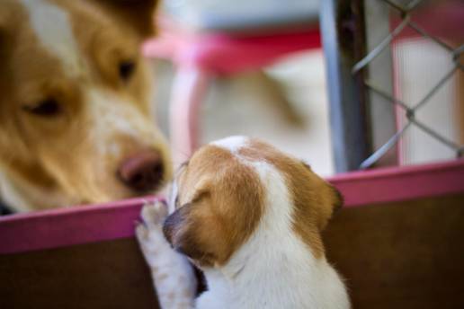  PSOE pide reforzar el control sobre criaderos y núcleos zoológicos para evitar nuevos casos de maltrato animal