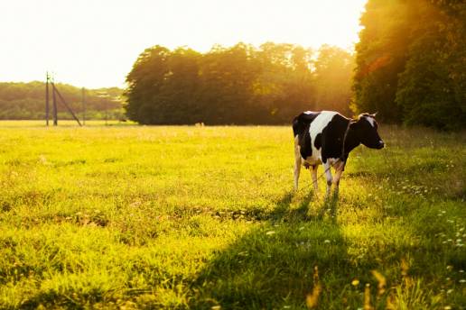 Composición fisicoquímica y ácidos grasos de cadena larga en calostro fresco y liofilizado de vacas y búfalos