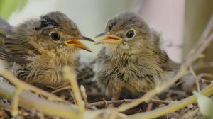 Medio Ambiente recomienda no recoger las crías de las aves fuera de los nidos