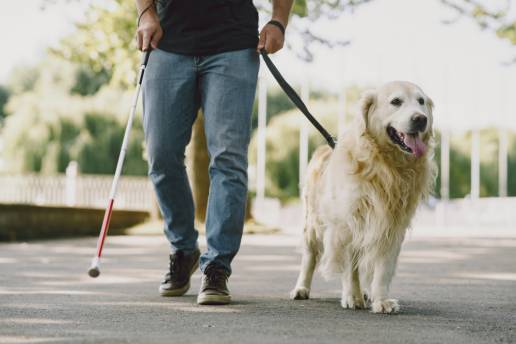 Los perros guía de la ONCE en La Rioja reclaman su derecho de acceso a establecimientos de alimentación