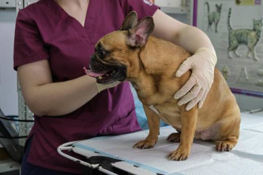 Modulación nutricional del eje intestino-reproductor: mezcla probiótica multicepa sobre parámetros oxidativos y seminales en perros machos sanos