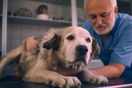 Enfoques diagnósticos y terapéuticos para la prostatitis aguda en perros: una encuesta a veterinarios italianos