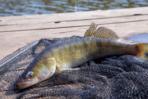 Autorizados más de 635.000 euros para la producción de trucha común en el Centro Ictiológico de Brieva hasta 2028