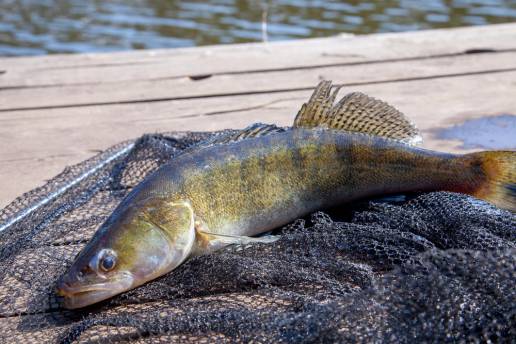 Autorizados más de 635.000 euros para la producción de trucha común en el Centro Ictiológico de Brieva hasta 2028