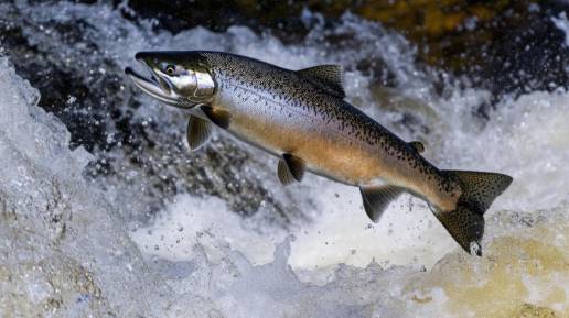 La contaminación por cocaína altera el comportamiento del salmón en estado salvaje