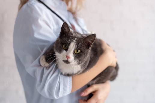 Evaluación del amiloide A y la haptoglobina en el suero de gatos con enfermedades respiratorias