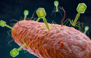 Diferentes especies de virus se comunican para coordinar la infección de las bacterias
