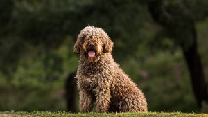 El Perro de Agua Español, el Mastín Español y el Presa Canario repiten como las razas españolas más buscadas por los hogares españoles