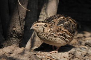 Las aves que más se esfuerzan en la reproducción envejecen antes y viven menos
