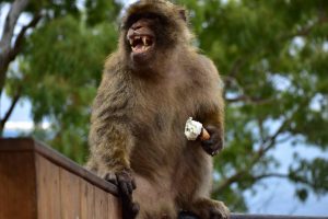 Los macacos de Gibraltar aprenden a comer tierra para combatir la indigestión por comida basura