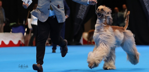 Más de 2.000 perros de 300 razas convertirán Valladolid nen la gran capital canina de Europa del 1 al 3 de mayo