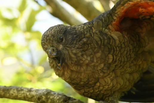 Un loro kea con una discapacidad es el macho alfa de su grup