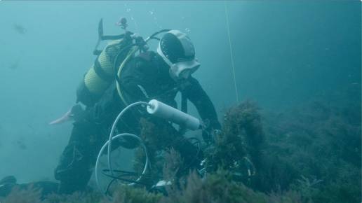 Andalucía crea un sistema inteligente para detectar cetáceos en el Estrecho mediante sus silbidos