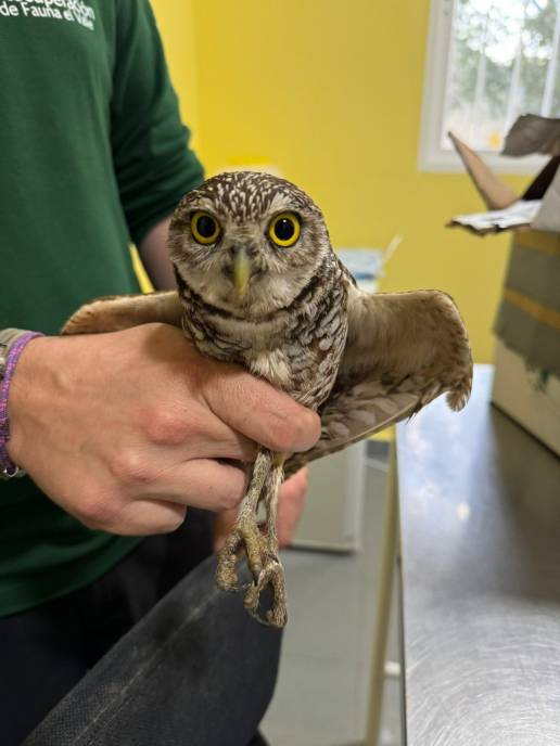 El Centro de Recuperación de Fauna Silvestre logra la supervivencia de dos mochuelos excavadores procedentes de Miami