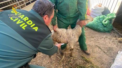  La Guardia Civil detiene a dos personas por robar ganado en granjas de la comarca del Noroeste