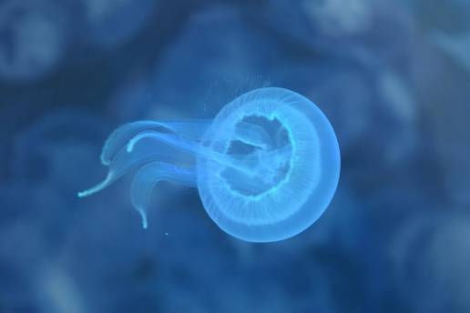 Investigadores da UVigo logran, por primeira vez no mundo, criopreservar larvas de medusa con éxito