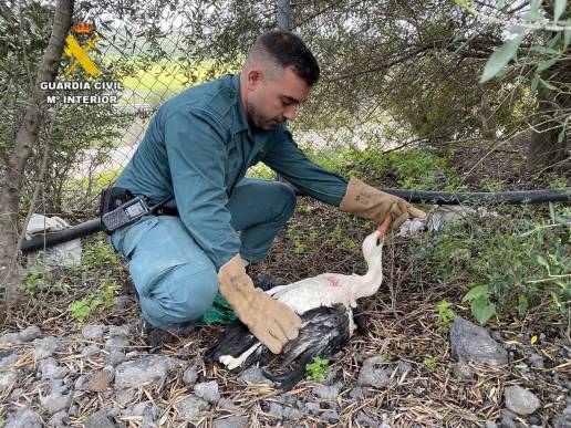 La Guardia Civil auxilia a dos aves protegidas heridas en La Puebla de Cazalla y Cantillana