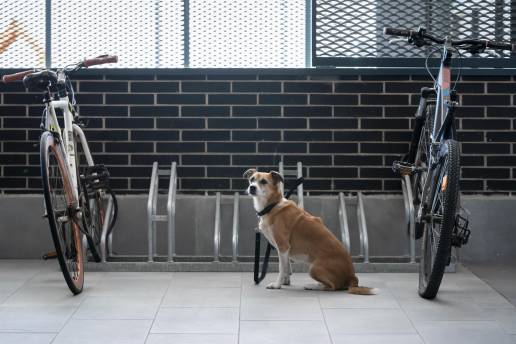 La Comunidad prorroga nueve meses la orden de vacunación obligatoria contra la rabia en perros, gatos y hurones