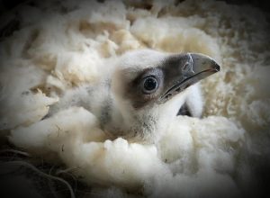Nacen en libertad dos nuevos quebrantahuesos en Picos de Europa, en Asturias y en Cantabria