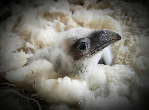 Nacen en libertad dos nuevos quebrantahuesos en Picos de Europa, en Asturias y en Cantabria