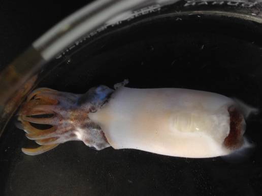 Un estudio detalla que la diversificación de calamares y sepias comenzó hace 100 millones de años