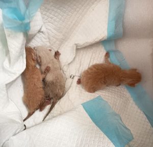 ProAnimalEx critica el abandono de camadas de gatos recién nacidos en contenedores de basura de municipios pacenses