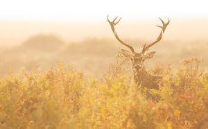 El CSIC lidera el inventario más completo de vertebrados de Doñana, con 700 especies registradas
