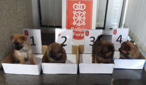 Dos investigados por abandonar cuatro cachorros de perro en un contenedor de basura en Cortes