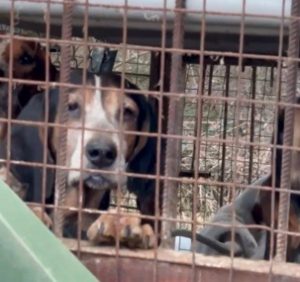 Pacma y Sacrificio Cero León piden colaboración para localizar diez perros de caza desaparecidos en Lillo del Bierzo