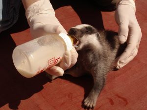 Medio Ambiente atiende en 2025 un 20% más de animales heridos en el Centro de Recuperación de Fauna Salvaje de El Saler